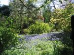 Bluebells
